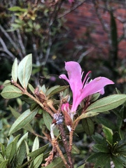Rhododendron kanehirai