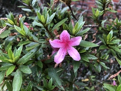 Rhododendron kanehirai