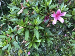Rhododendron kanehirai