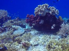 Lethrinus erythropterus