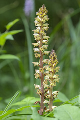 Orobanche reticulata
