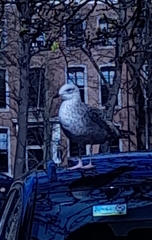 Larus argentatus