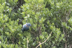 Cyanolanius madagascarinus