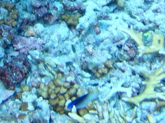 Chrysiptera rollandi