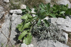 Opopanax chironium