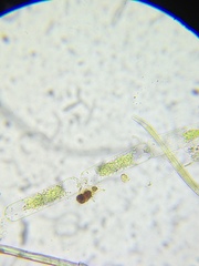 Zygnemopsis desmidoides