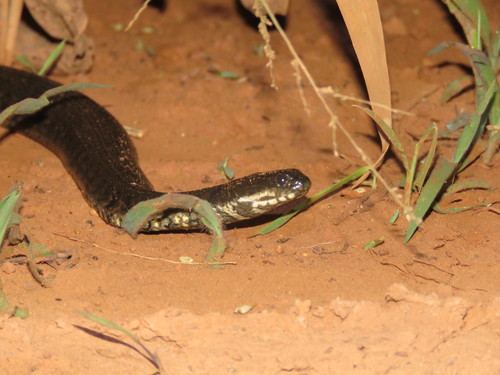 Norman's Keelback