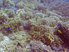 Pomacentrus moluccensis