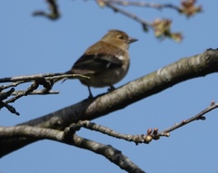 Fringilla coelebs