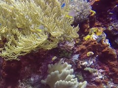 Amblyglyphidodon aureus