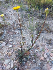 Lepidophorum repandum