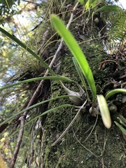 Encyclia tampensis image