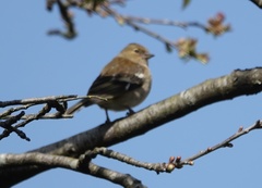 Fringilla coelebs