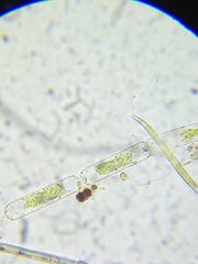 Zygnemopsis desmidoides
