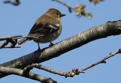 Fringilla coelebs