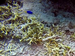 Pomacentrus auriventris