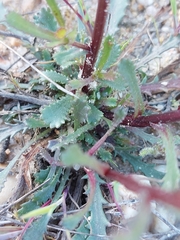 Lepidophorum repandum