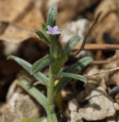 Buglossoides tenuiflora