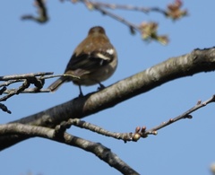 Fringilla coelebs