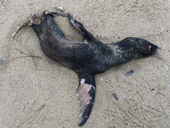 Arctocephalus townsendi