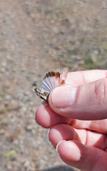 Oedipoda canariensis