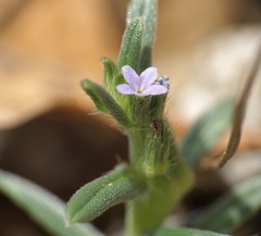 Buglossoides tenuiflora