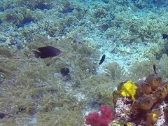 Pomacentrus brachialis