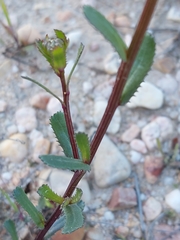 Lepidophorum repandum