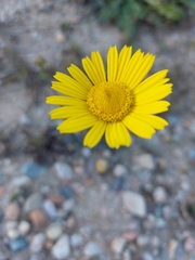 Lepidophorum repandum