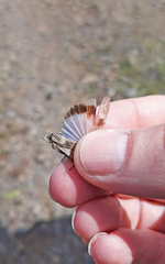 Oedipoda canariensis