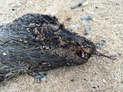 Arctocephalus townsendi