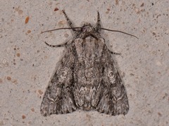 Acronicta