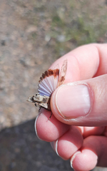 Oedipoda canariensis