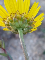 Lepidophorum repandum