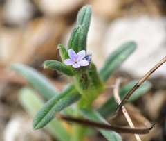 Buglossoides tenuiflora