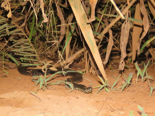 Norman's Keelback