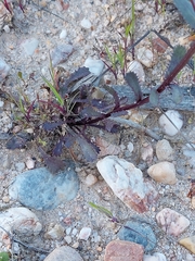 Lepidophorum repandum