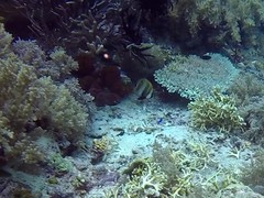 Coradion chrysozonus