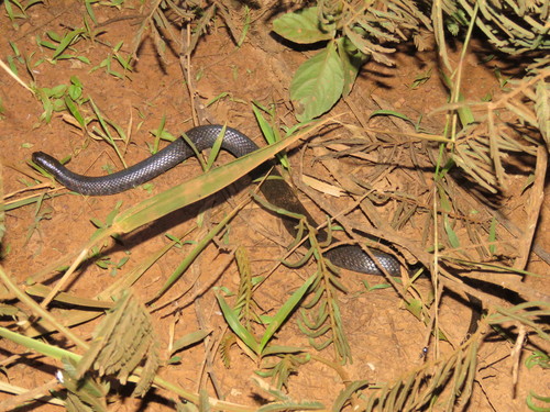 Norman's Keelback