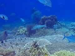 Plectropomus areolatus