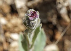 Cynoglossum columnae