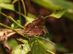 Junonia iphita