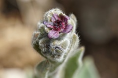 Cynoglossum columnae