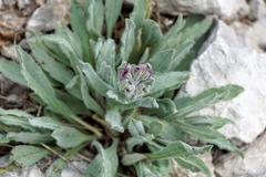 Cynoglossum columnae