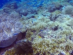 Labroides dimidiatus