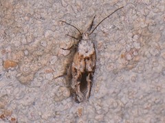 Mompha rufocristatella