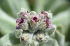Cynoglossum columnae