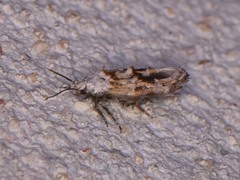 Mompha rufocristatella