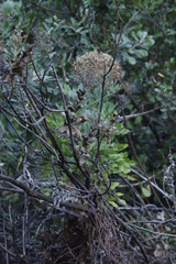 Notobubon galbanum