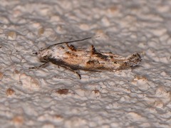 Mompha rufocristatella